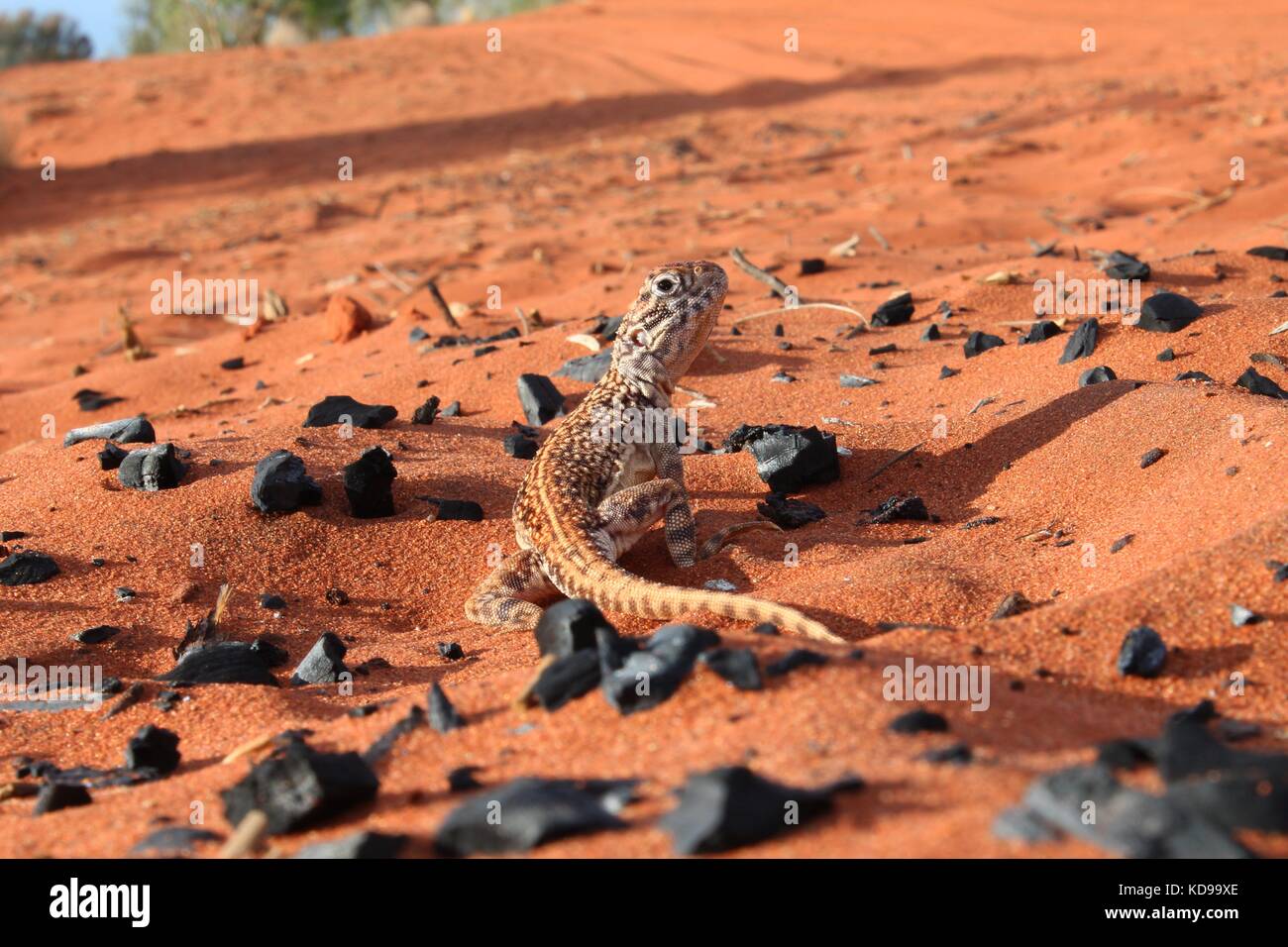 Lizard, deserto australiano, terra rossa Foto Stock