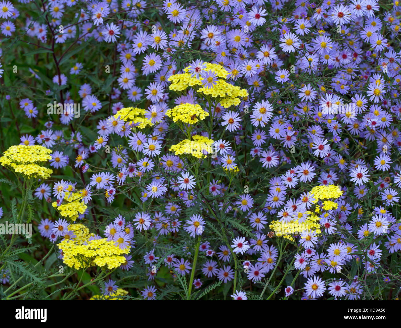 Achillea 'Martina' con margherite michaelmas al confine autunnale Foto Stock