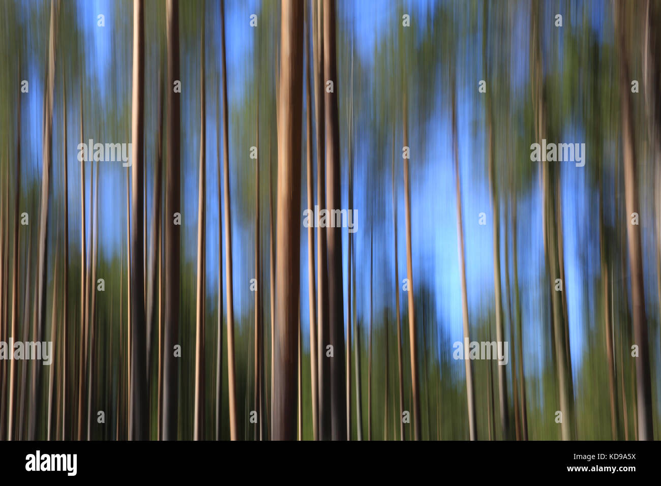 Paesaggio artistico con pini tronchi di alberi e cielo blu, effetto ottenuto con la fotocamera motion blur. Foto Stock