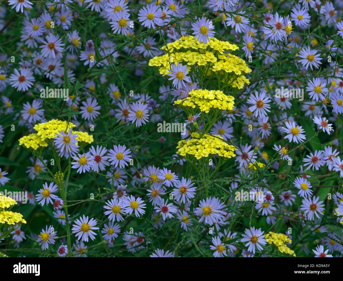 Achillea 'Martina' con margherite michaelmas al confine autunnale Foto Stock