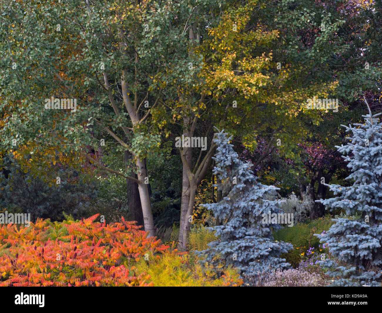Blue spruce Picea pungens e altre Fogliame di autunno a Giardini Bressingham Norfolk Ottobre Foto Stock
