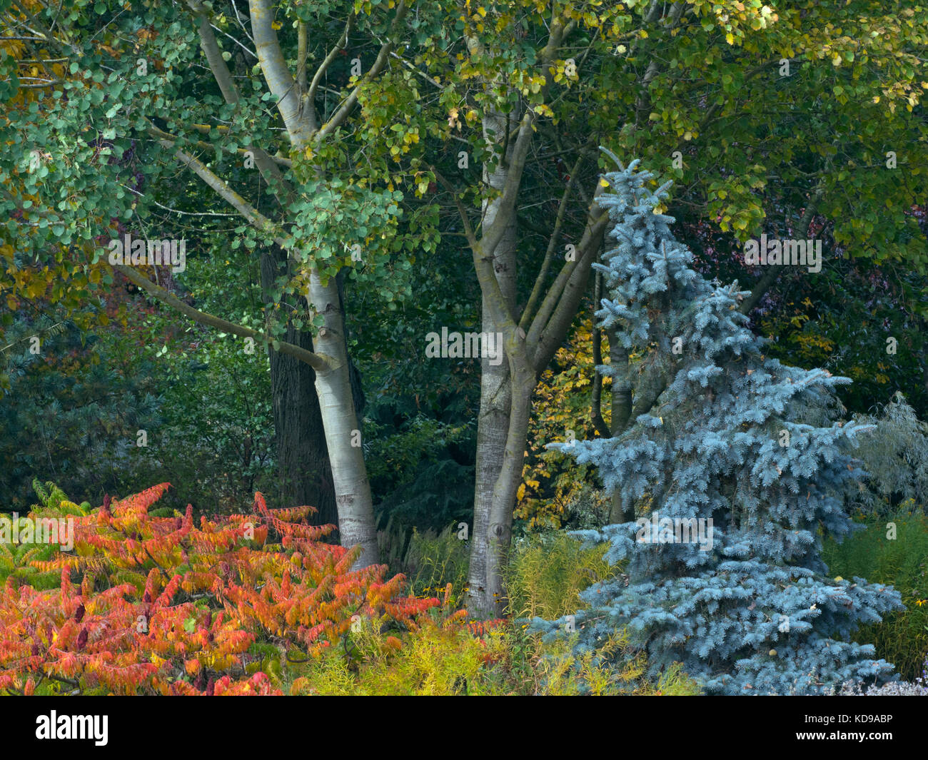 Blue spruce Picea pungens e altre Fogliame di autunno a Giardini Bressingham Norfolk Ottobre Foto Stock