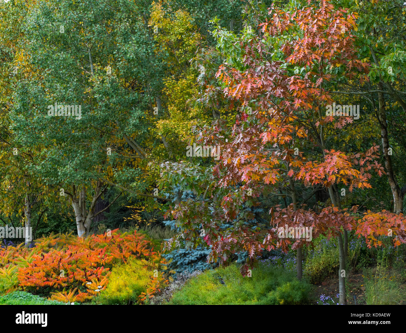 Blue spruce Picea pungens,Quercia Rossa e altre Fogliame di autunno a Giardini Bressingham Norfolk Ottobre Foto Stock
