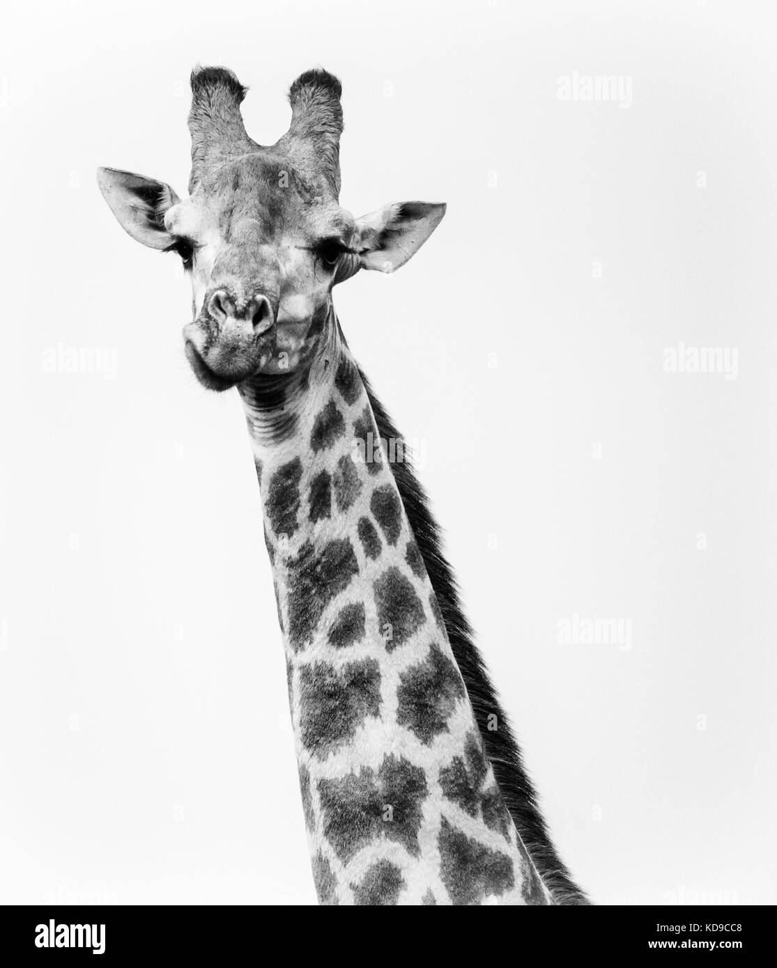 Unico Giraffe di guardare direttamente la fotocamera durante la masticazione. Alto contrasto bianco e nero Foto Stock