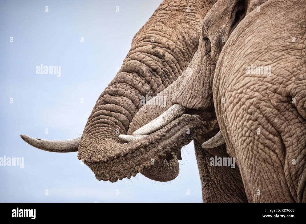 Due amichevole maschio elefanti salutare tra di loro da un vincolo saldo con trunk Foto Stock