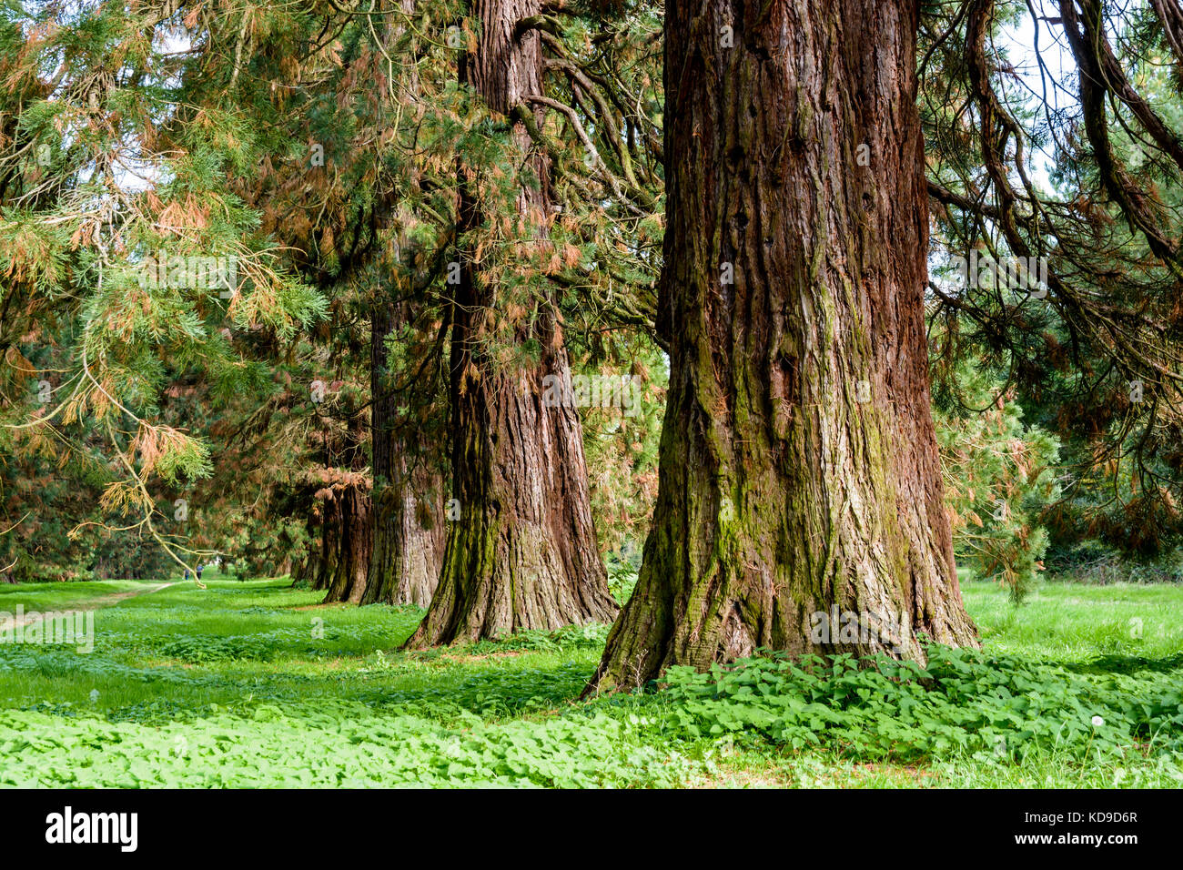 Allineamento dei giganteschi alberi di sequoia. Foto Stock