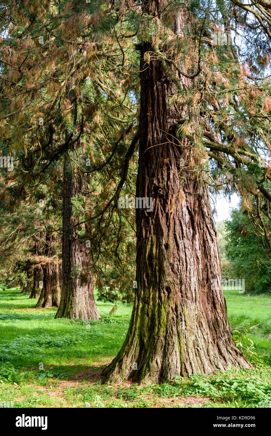 Allineamento dei giganteschi alberi di sequoia. Foto Stock