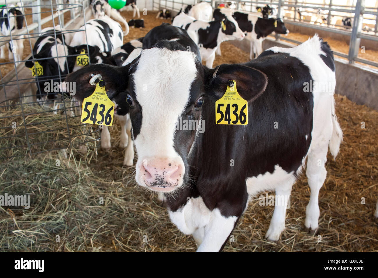 Un moderno fienile di vitello su una grande azienda casearia ospita la salute holstein vitelli che stanno guardando la telecamera con curiosità. Foto Stock