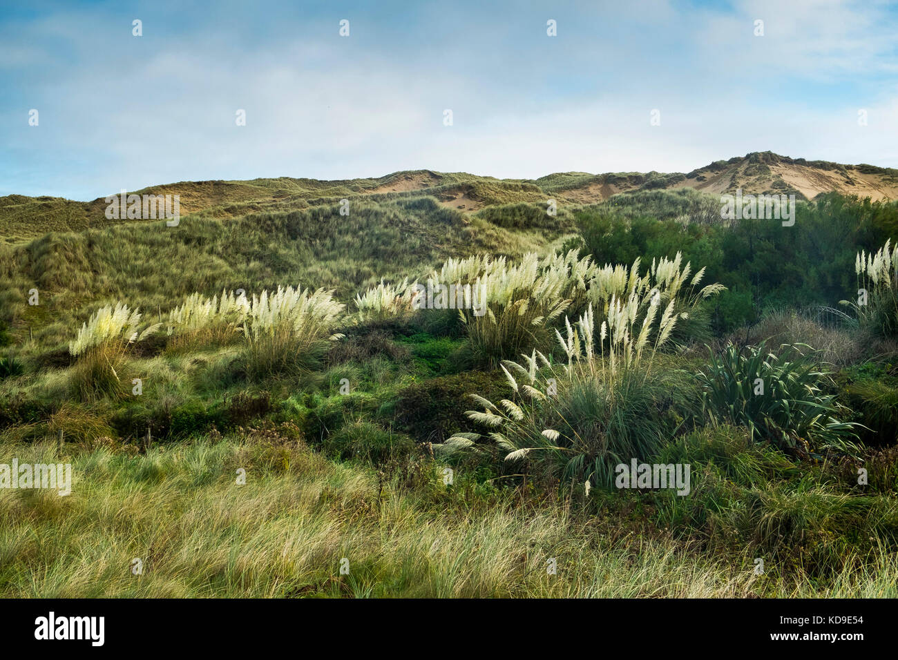 Erba di Pampas Cortaderia selloana che cresce selvaggia vicino alle dune di sabbia a Holywell Bay in Cornovaglia. Foto Stock