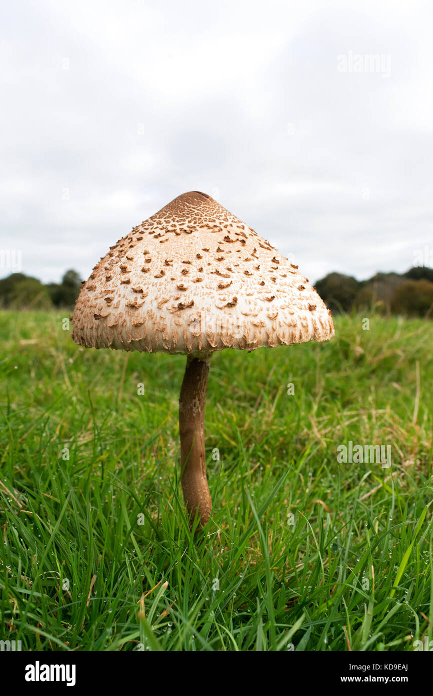 Un ombrellone commestibile fungo Foto Stock