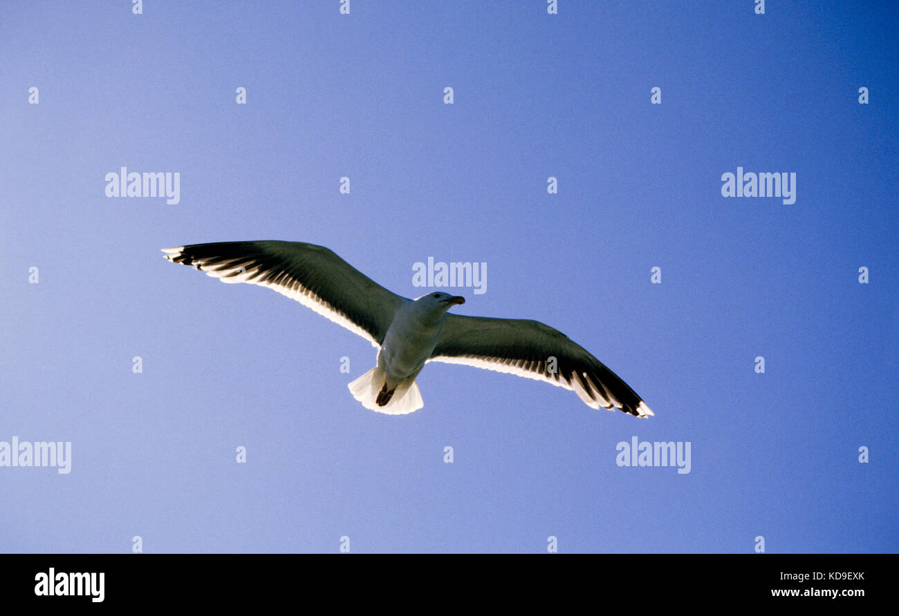 Seagull verso sky 2010 Foto Stock