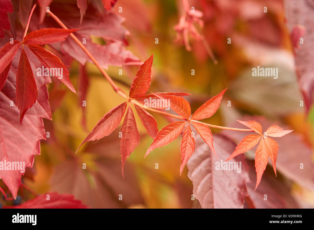 Wild vitigni di arrampicata con foglie rosse in autunno Foto Stock