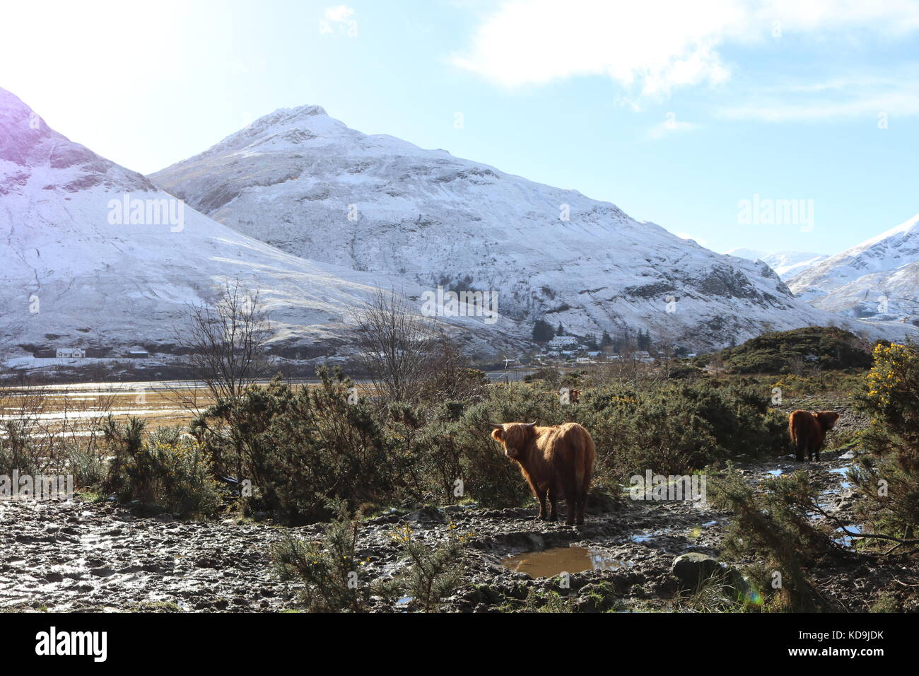 Highland bovini in Scozia, Highlands Foto Stock