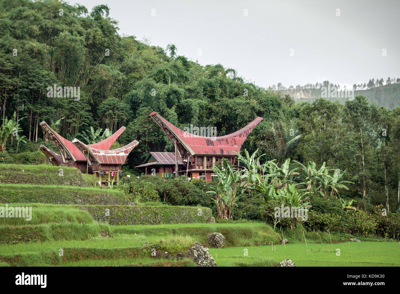 Toraja di cultura e di Tana Toraja paesaggio. unica e tradizionale case tongkonan stand tra la vegetazione tropicale nella natura con coltivazioni di riso e banane Foto Stock