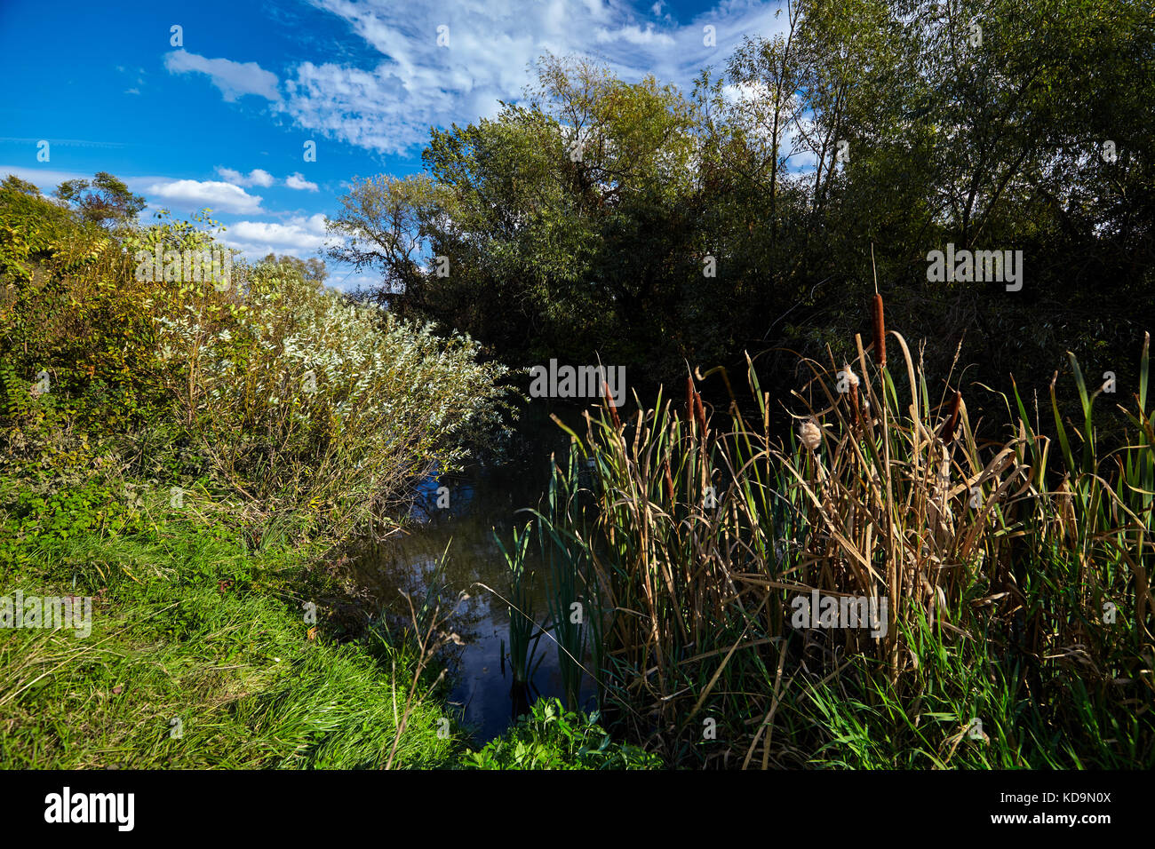 Inizio autunno paesaggio. selvaggio fiume che scorre lungo le rive, densamente ricoperta da alberi e cespugli. Foto Stock