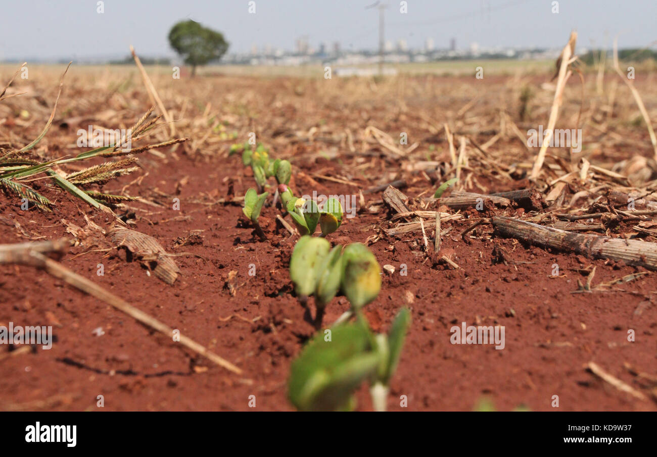 CAMPO Mourão, PR - 11.10.2017: PLANTIO DE SOJA AVANCA NO Paraná - con le piogge degli ultimi giorni, i produttori rurali sono in attesa di tornare in campo e continuare a piantare soia, che nella regione di campo Mourão, nel centro-ovest di Paraná, è in fase iniziale. Secondo un'indagine del Dipartimento dell'economia rurale (Deral) del Segretariato dell'Agricoltura, la superficie della soia è aumentata di 1 milione di ettari rispetto all'indagine precedente, per un totale di 1,876 milioni di ettari, pari al 34% del totale da coltivare. Nella foto, piantagione di soia in fase di sviluppo in proprietà rurale in Foto Stock