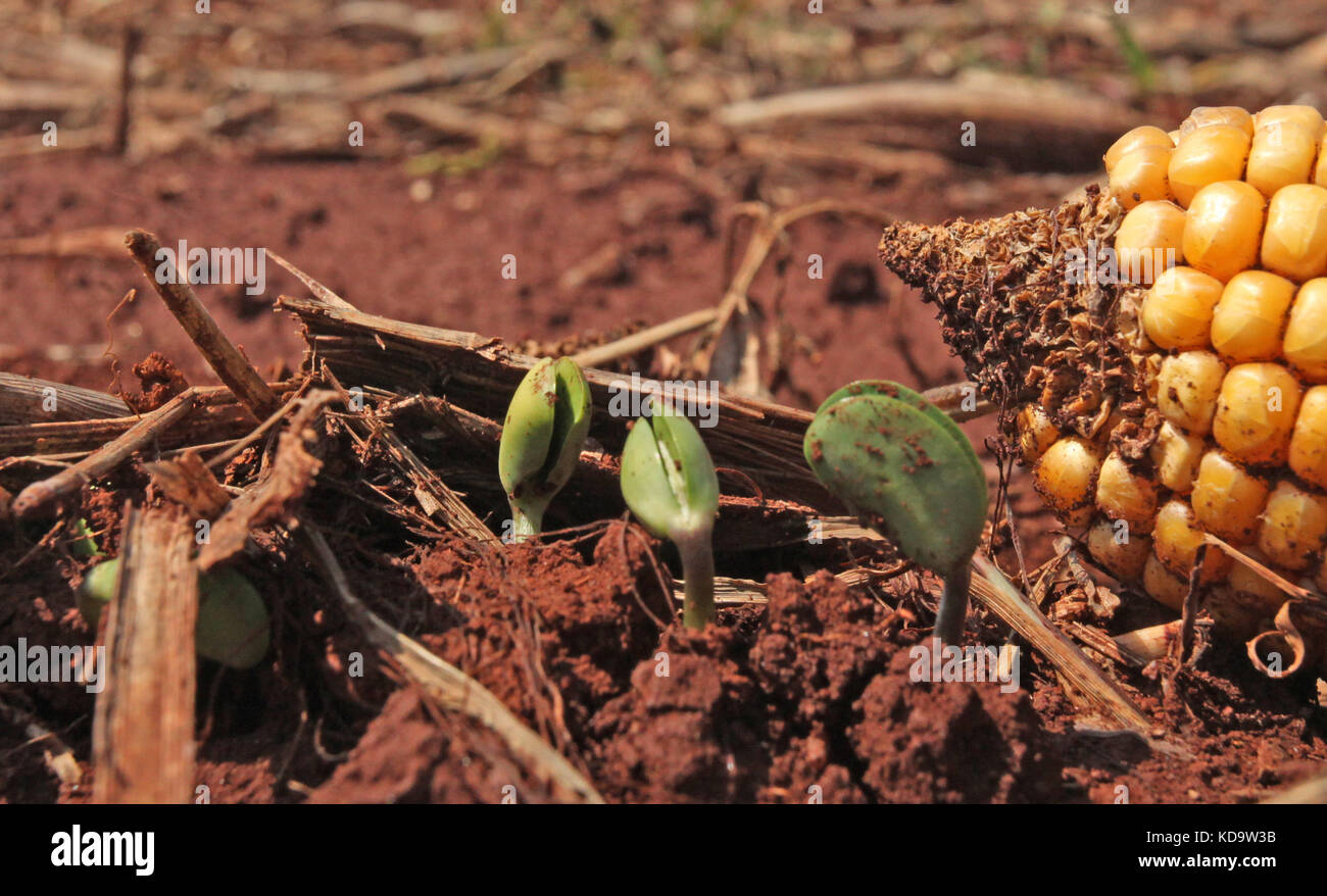 CAMPO Mourão, PR - 11.10.2017: PLANTIO DE SOJA AVANCA NO Paraná - con le piogge degli ultimi giorni, i produttori rurali sono in attesa di tornare in campo e continuare a piantare soia, che nella regione di campo Mourão, nel centro-ovest di Paraná, è in fase iniziale. Secondo un'indagine del Dipartimento dell'economia rurale (Deral) del Segretariato dell'Agricoltura, la superficie della soia è aumentata di 1 milione di ettari rispetto all'indagine precedente, per un totale di 1,876 milioni di ettari, pari al 34% del totale da coltivare. Nella foto, piantagione di soia in fase di sviluppo in proprietà rurale in Foto Stock