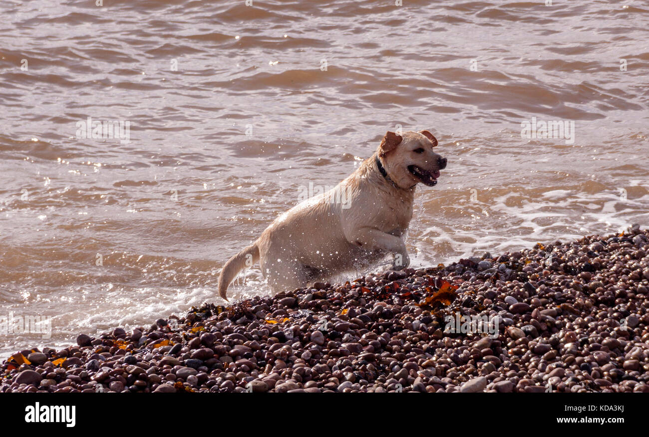 Sidmouth, Devon. Xii oct, 2017. Regno Unito Meteo. Il bel tempo sulla costa del Devon. Un labrador cane gode di un tuffo in mare a Sidmouth. Credit: Foto centrale/Alamy Live News Foto Stock