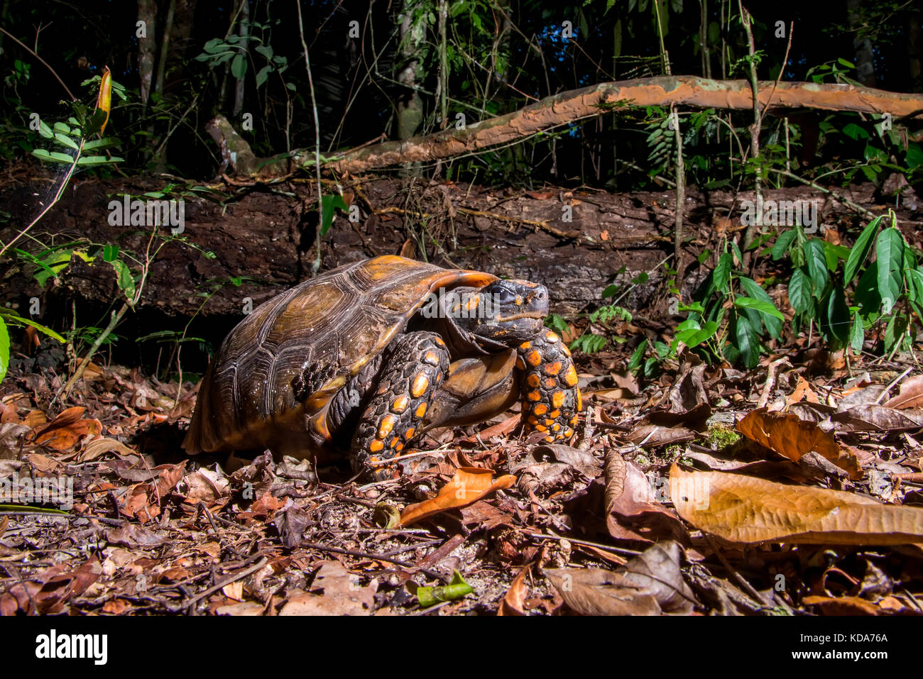 "Jabuti-tinga (chelonoidis denticulata) fotografado em linhares, Espirito Santo - sudeste do Brasil. bioma mata atlântica. registro feito em 2013. Foto Stock