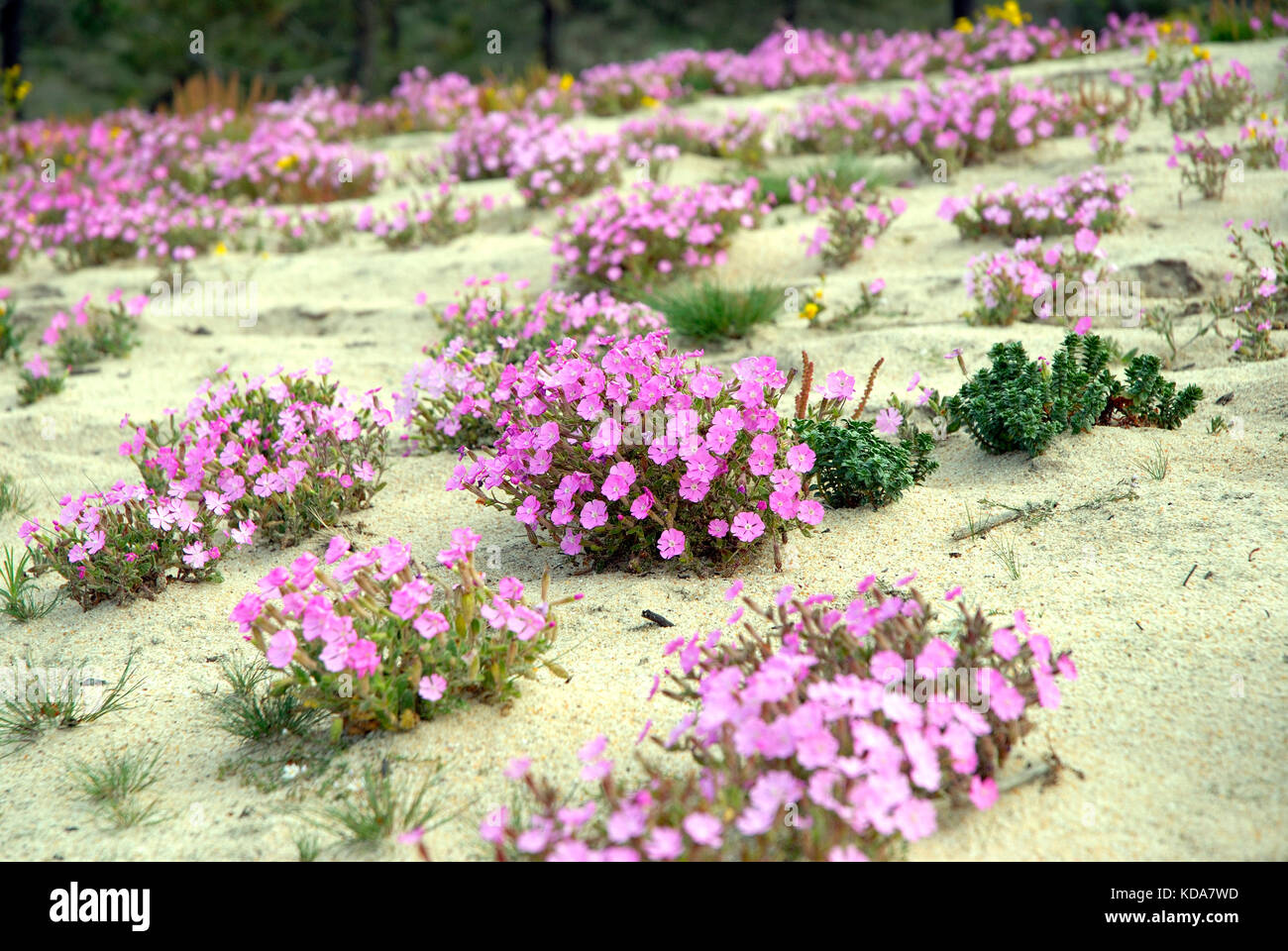 Primavera e fiori fioriscono nelle dune. Carvalhal, Alentejo. Portogallo Foto Stock