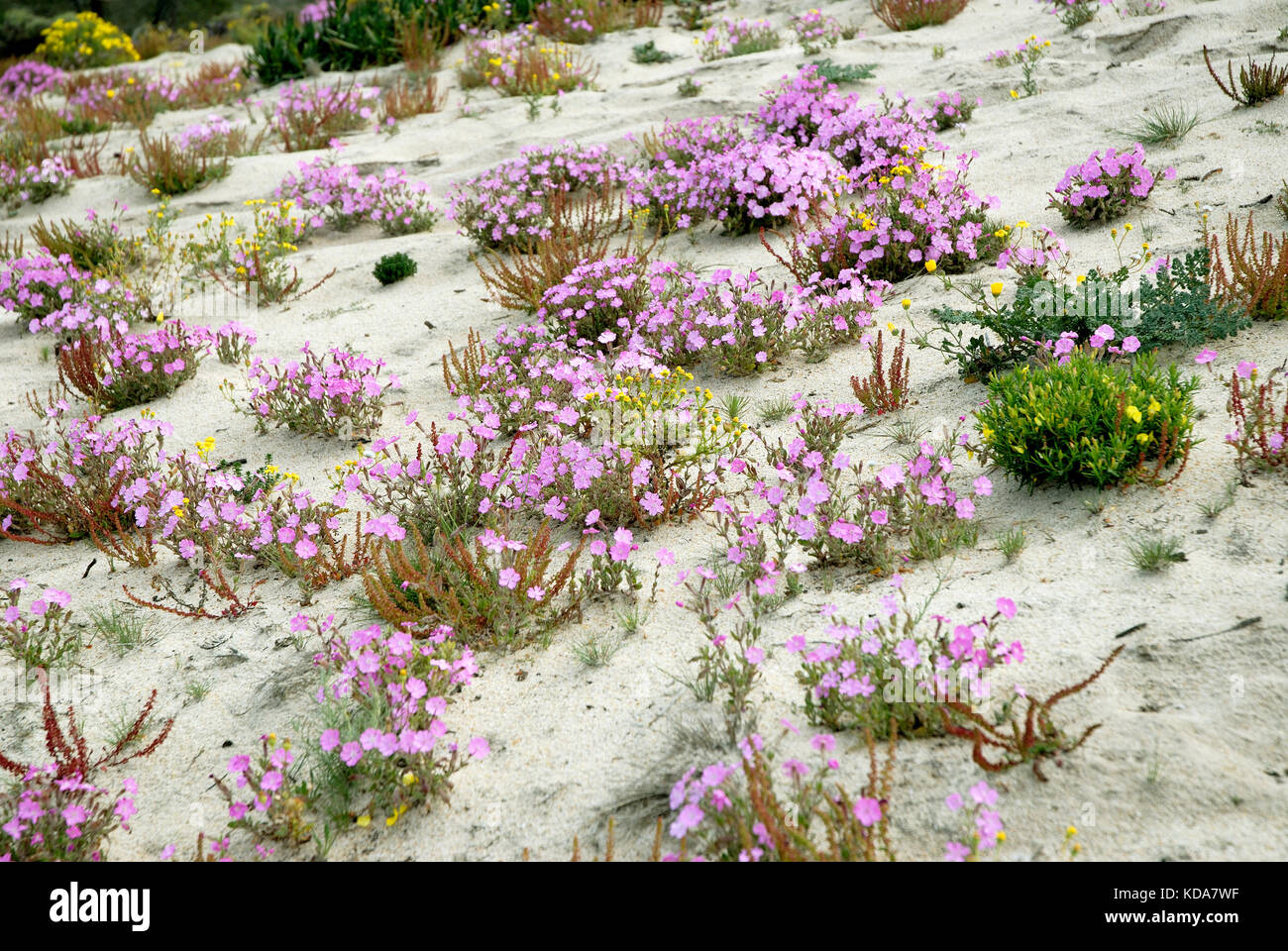 Primavera e fiori fioriscono nelle dune. Carvalhal, Alentejo. Portogallo Foto Stock
