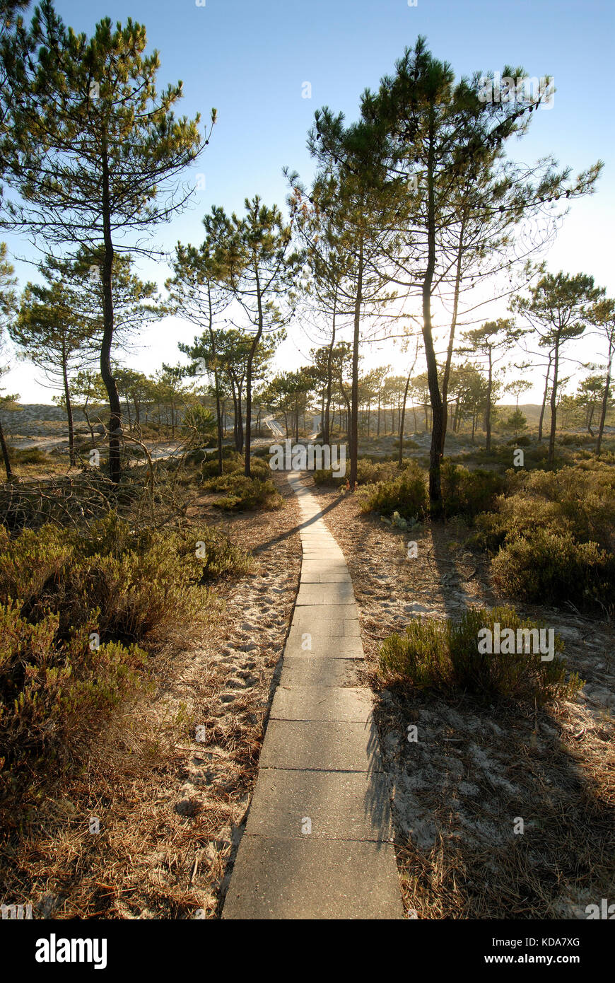 Pini a Comporta. Alentejo, Portogallo Foto Stock