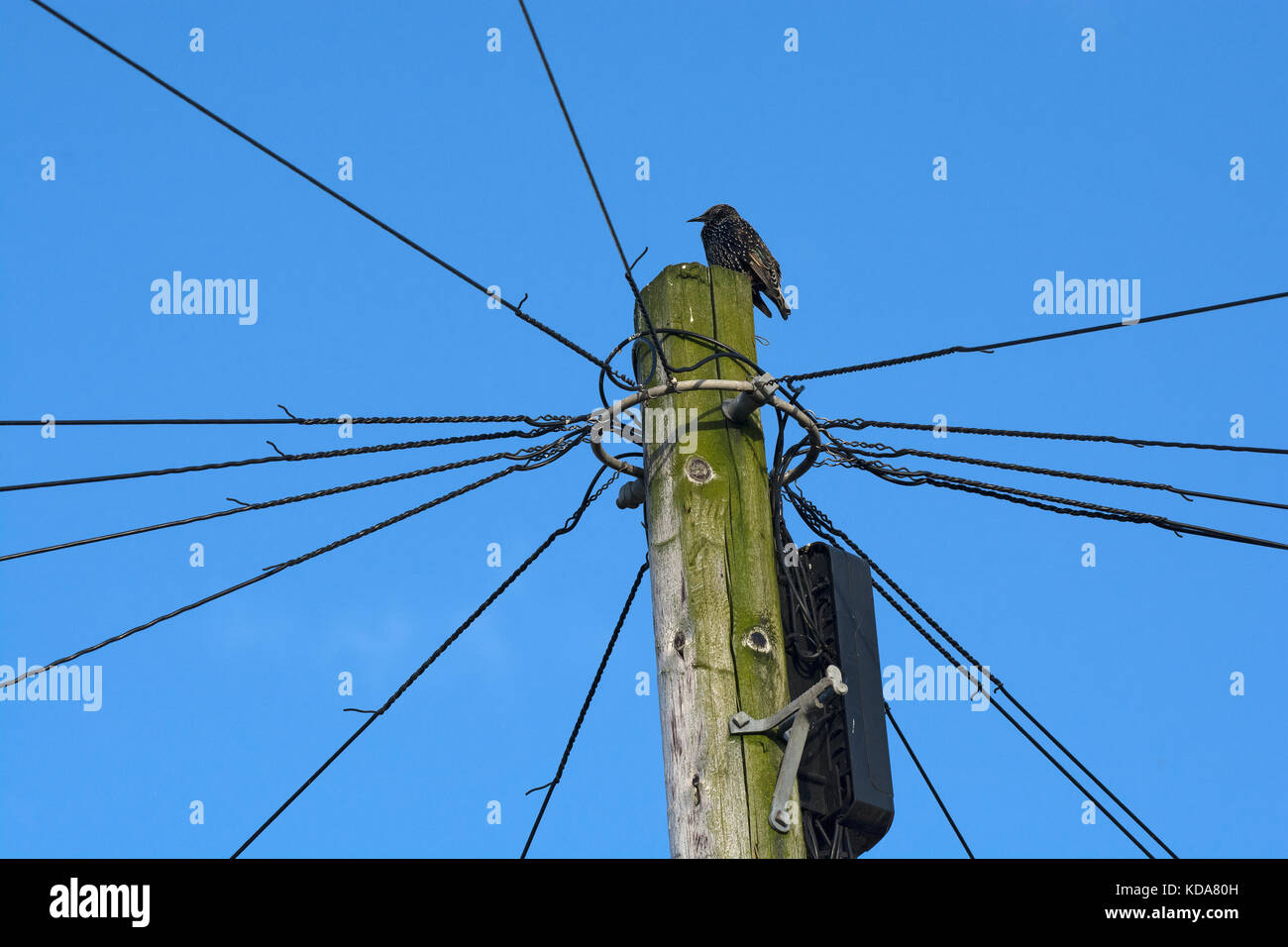 Comune, starling sturnus vulgaris, appollaiato sul palo del telegrafo, lancashire, Regno Unito Foto Stock