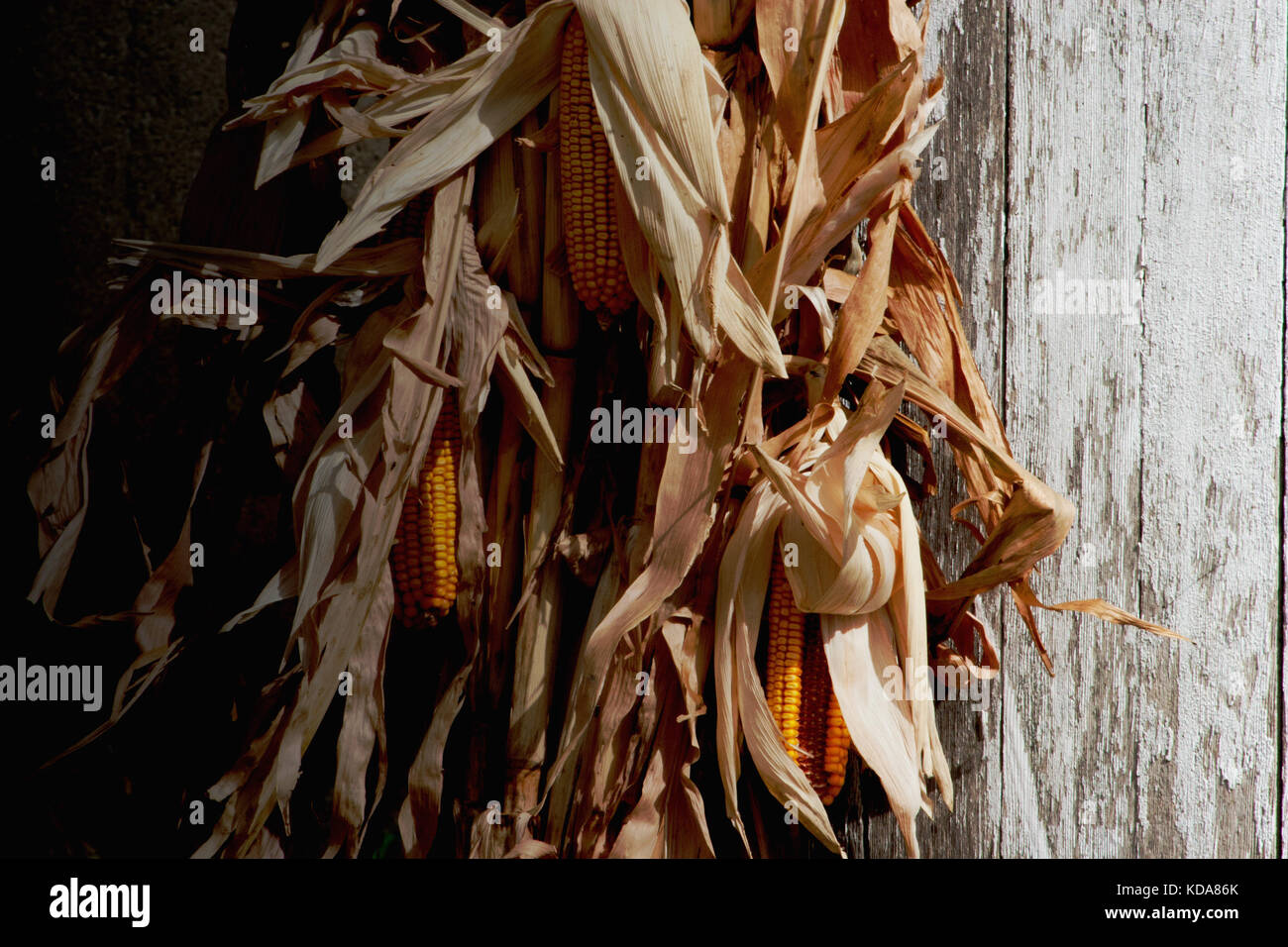 Essiccato tan Corn buccia con golden le pannocchie di granoturco appoggiata contro un bianco di granaio di legno durante la caduta nel midwest con buio e luce naturale. Foto Stock