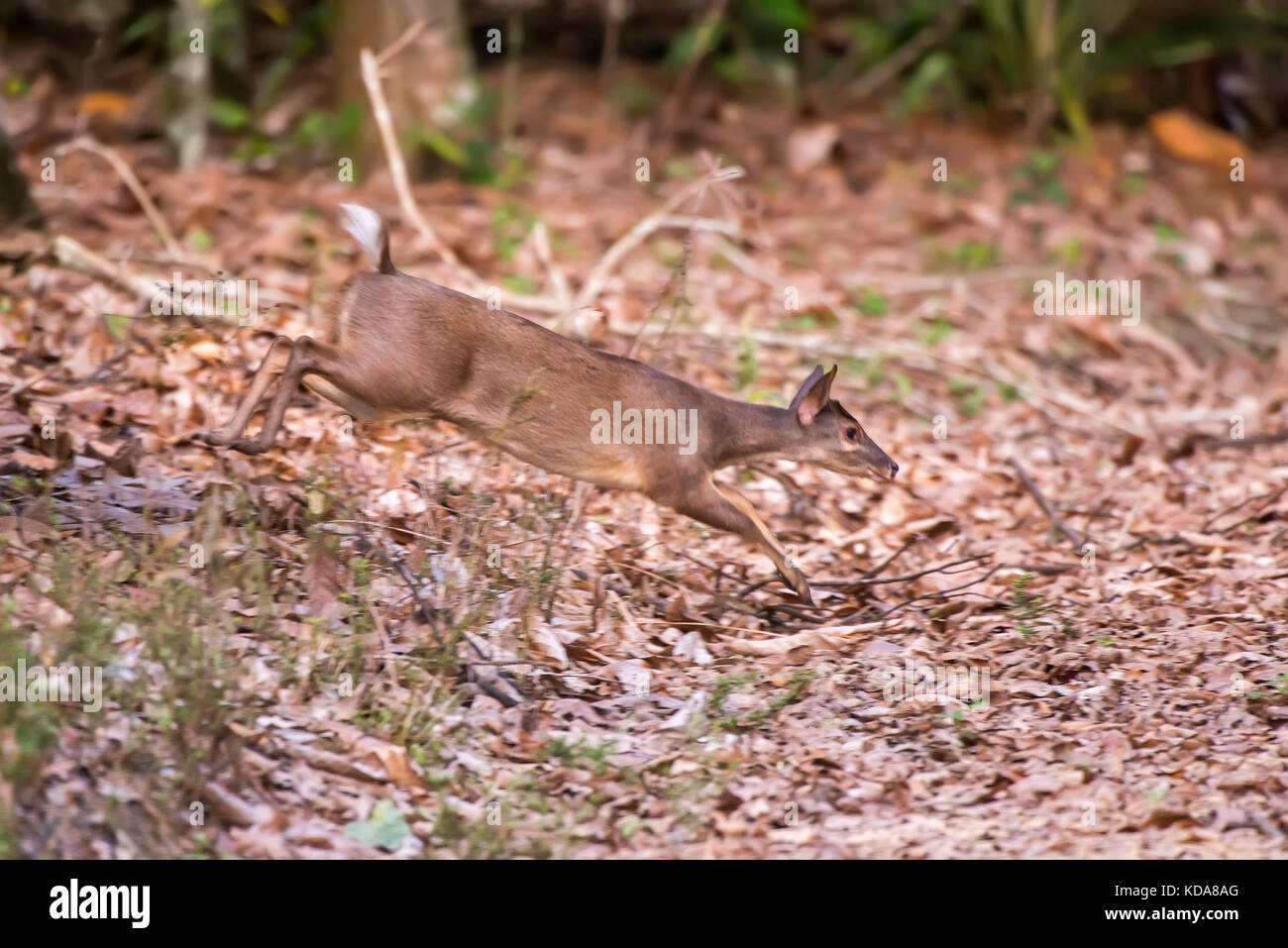 'Veado-catingueiro (Mazama gouazoubira) fotografado em Linhares, Espírito Santo - Sudeste do Brasil. Bioma Mata Atlântica. Registrazione feito em 2013. Foto Stock