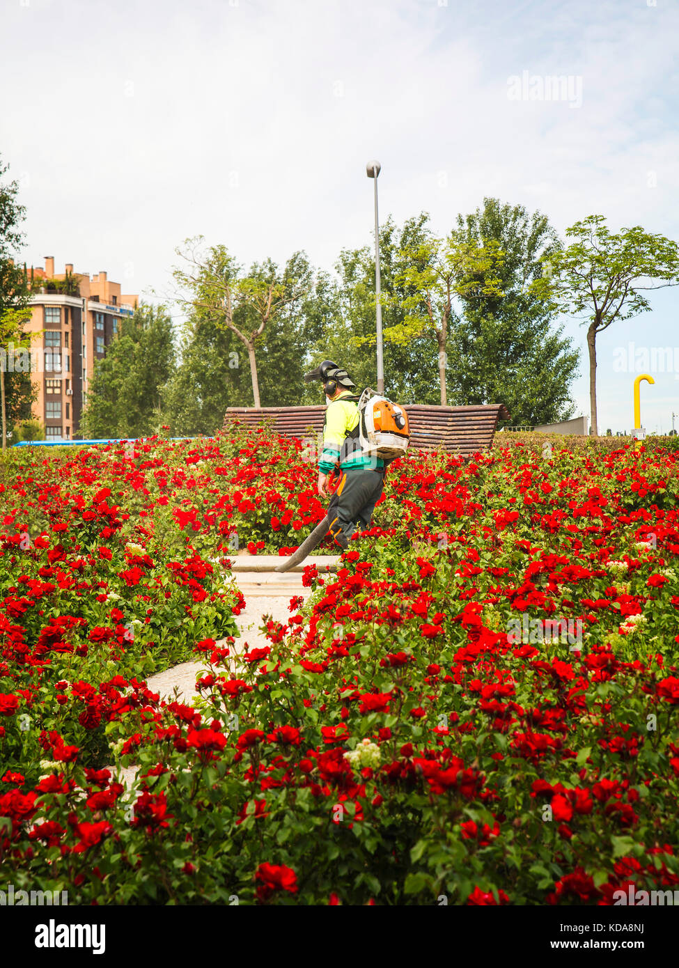Giardiniere con un soffiatore pulizia del giardino fiorito Foto Stock