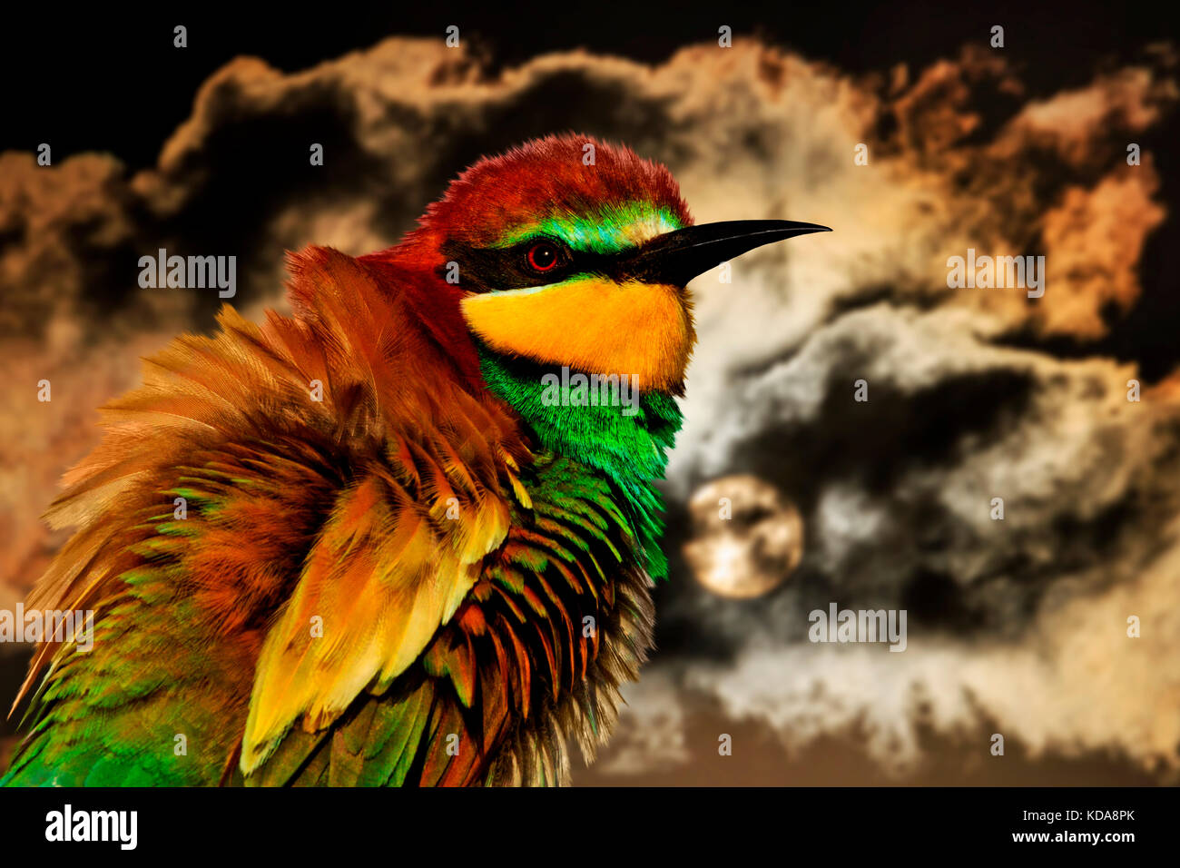 Bird con un variopinto piumaggio sullo sfondo di un cielo freddo e nuvole Foto Stock