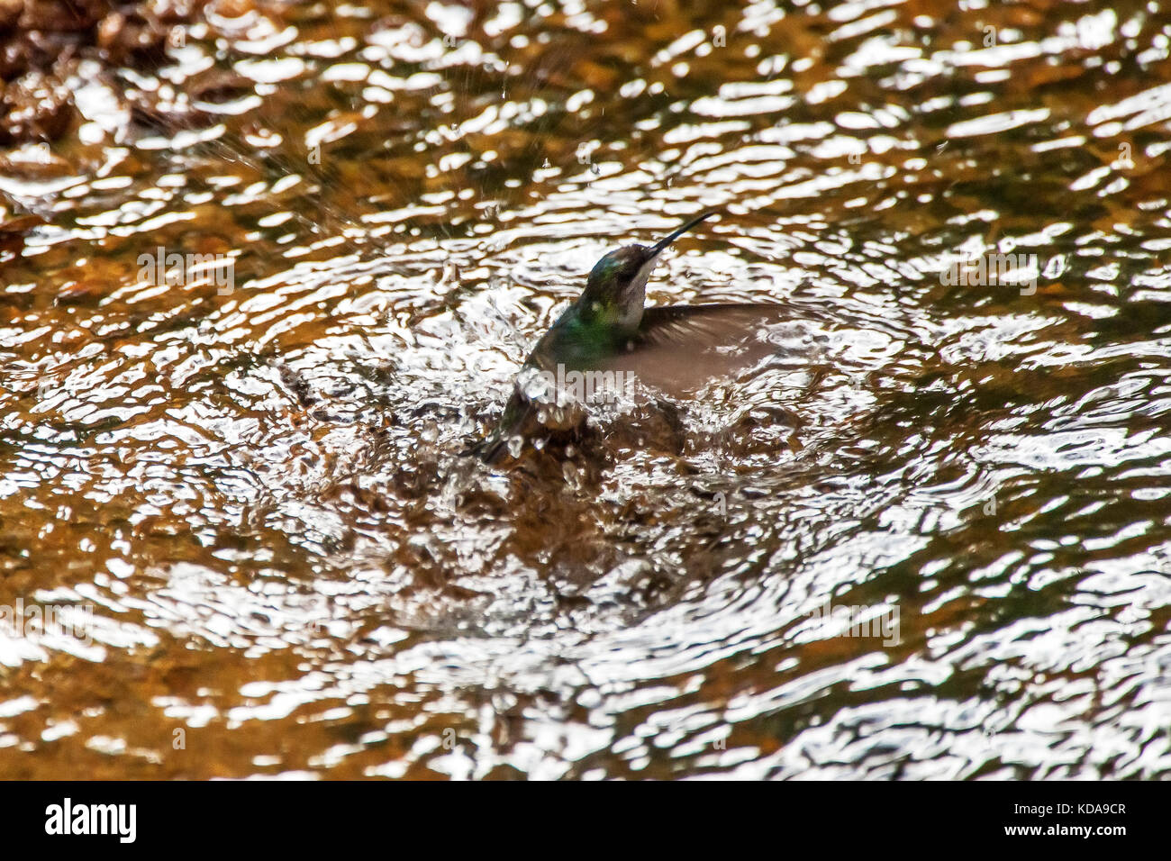 "Beija-flor-de-fronte-violeta (thalurania glaucopis) fotografado em linhares, Espirito Santo - sudeste do Brasil. bioma mata atlântica. registro feit Foto Stock