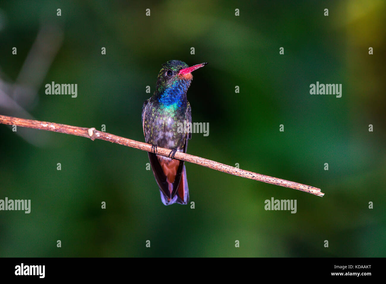 "Beija-flor-safira (hylocharis sapphirina) fotografado em linhares, Espirito Santo - sudeste do Brasil. bioma mata atlântica. registro feito em 2013. Foto Stock