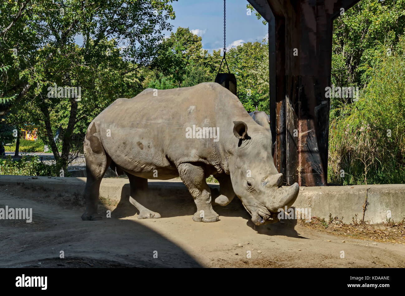 Rinoceronte bianco o Ceratotherium simum passeggiata nel parco, sofia, Bulgaria Foto Stock