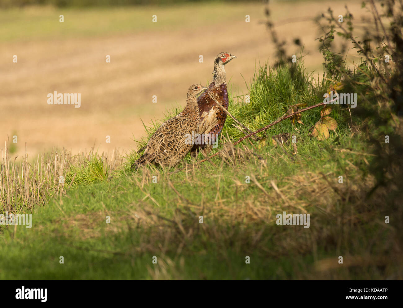 Una coppia di capretti comune, fagiano Phasianus colchicus, in bracken sul bordo del terreno coltivabile, lancashire, Regno Unito Foto Stock