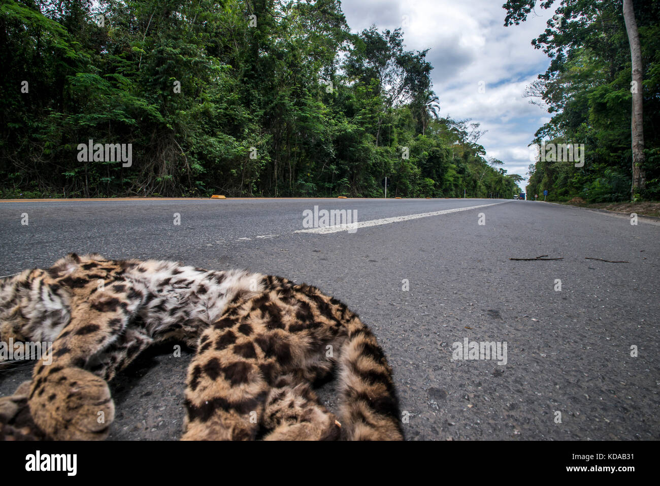 'Atropelamento de animais (fauna) fotografado em Linhares, Espírito Santo - Sudeste do Brasil. Bioma Mata Atlântica. Registrazione feito em 2014. ITA Foto Stock