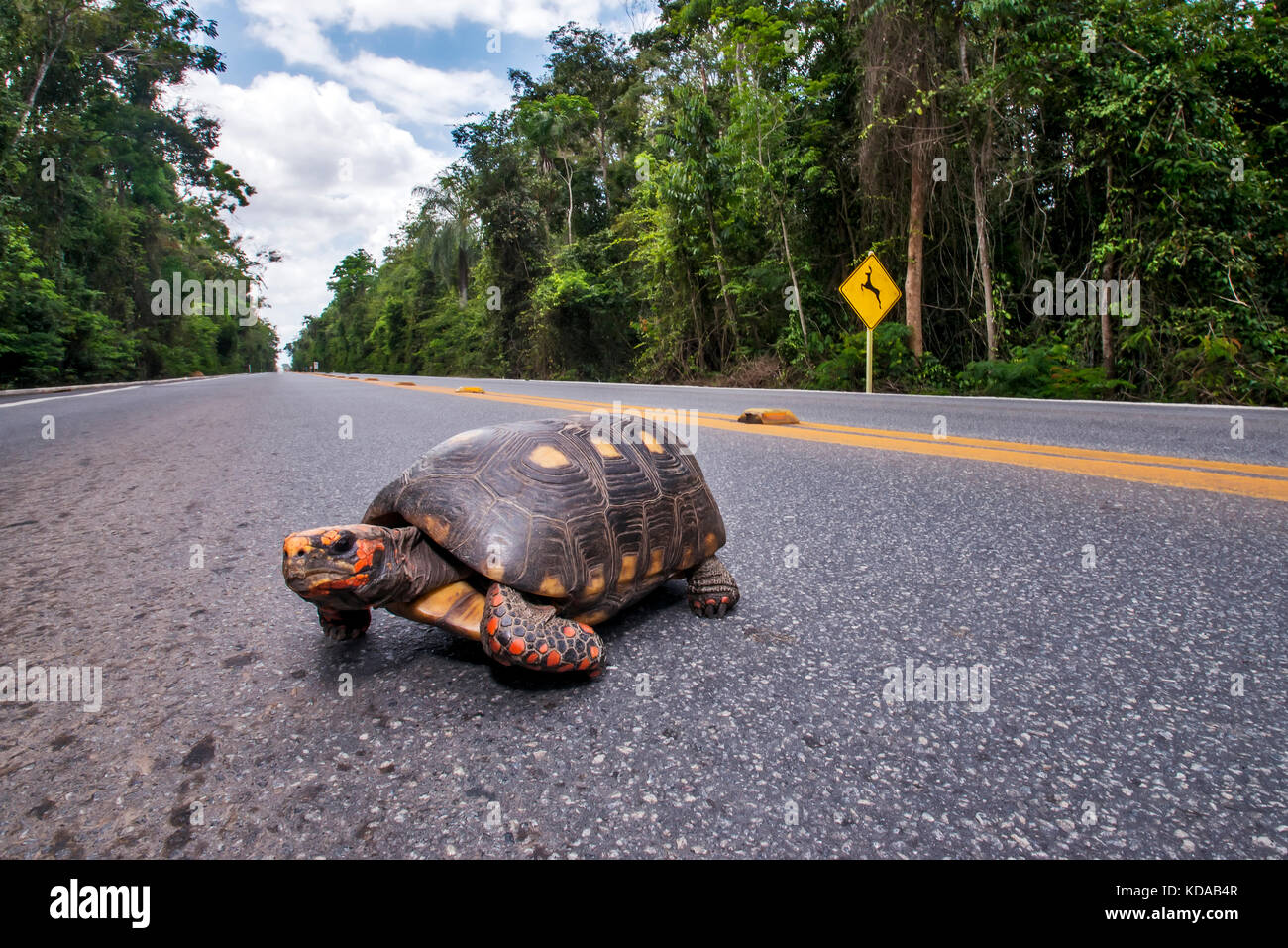 'Atropelamento de animais (fauna) fotografado em Linhares, Espírito Santo - Sudeste do Brasil. Bioma Mata Atlântica. Registrazione feito em 2014. ITA Foto Stock