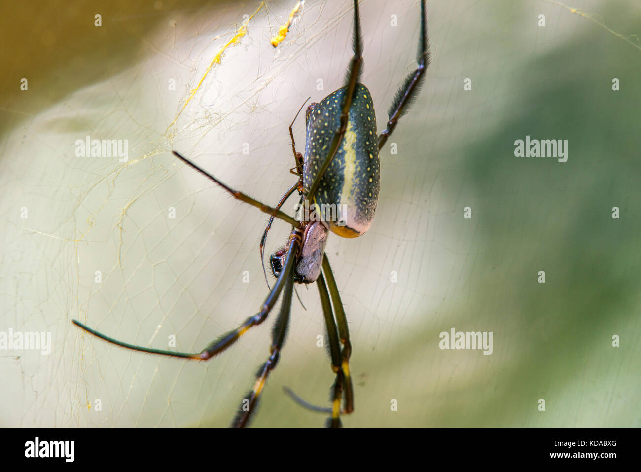 "Aranha-de-teia-amarela (nephila clavipes) fotografado em linhares, Espirito Santo - sudeste do Brasil. bioma mata atlântica. registro feito em 2015. Foto Stock
