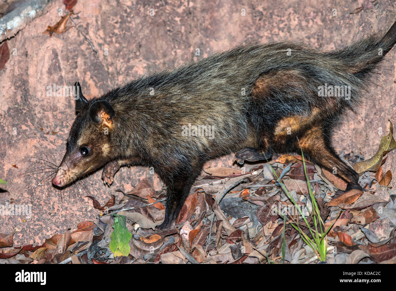 Gambá-de-orelha-preta (Didelphis aurita) fotografado em Linhares