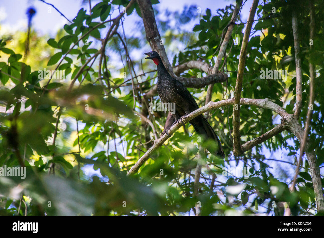 "Jacupemba (penelope superciliaris) fotografado em linhares, Espirito Santo - sudeste do Brasil. bioma mata atlântica. registro feito em 2015. e Foto Stock