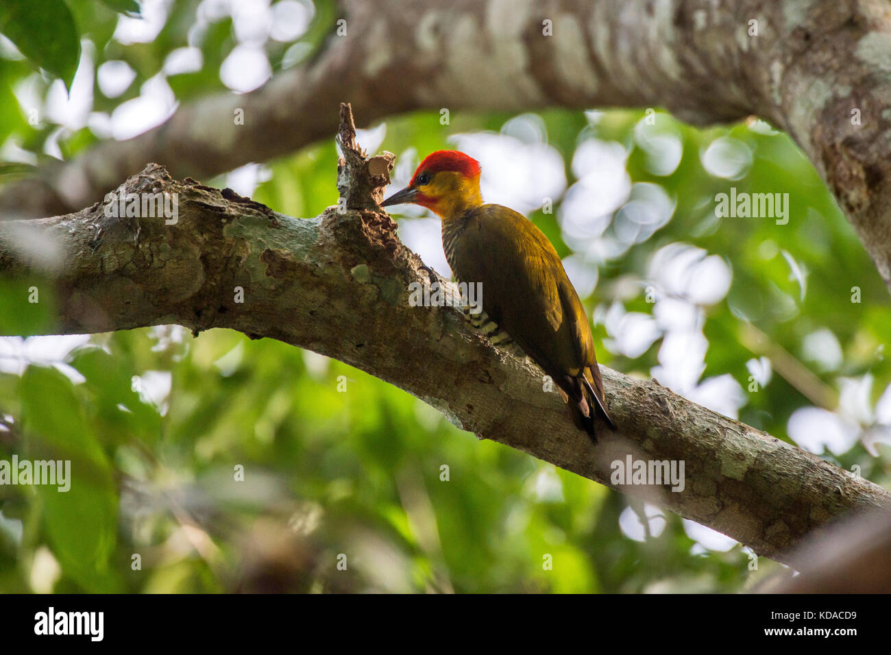 'Pica-pau-bufador (Piculus flavigula) fotografado em Linhares, Espírito Santo - Sudeste do Brasil. Bioma Mata Atlântica. Registrazione feito em 2015. Foto Stock