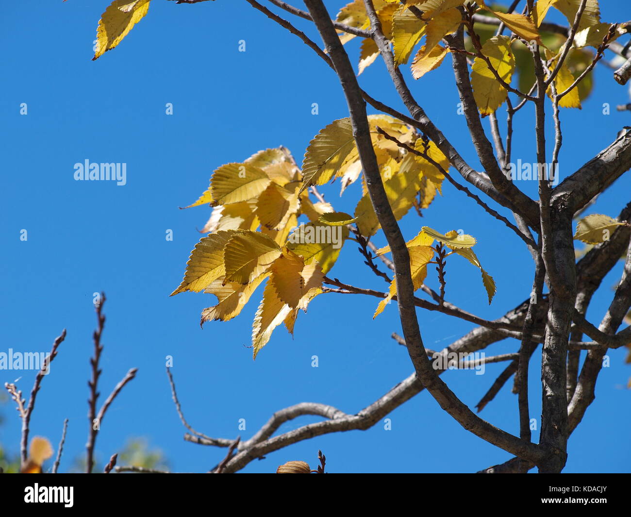 Bufferflies,api,falene,wasp,hornet,pellicani in Dallas - ol5874727 Foto Stock