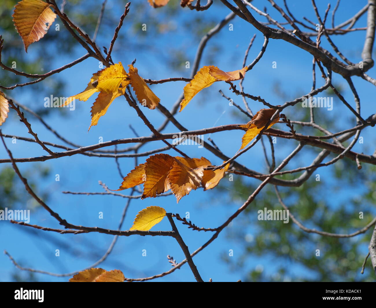 Bufferflies,api,falene,wasp,hornet,pellicani in Dallas - ol5874727 Foto Stock