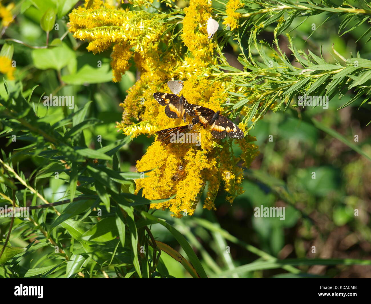 Bufferflies,api,falene,wasp,hornet,pellicani in Dallas - ol5874727 Foto Stock