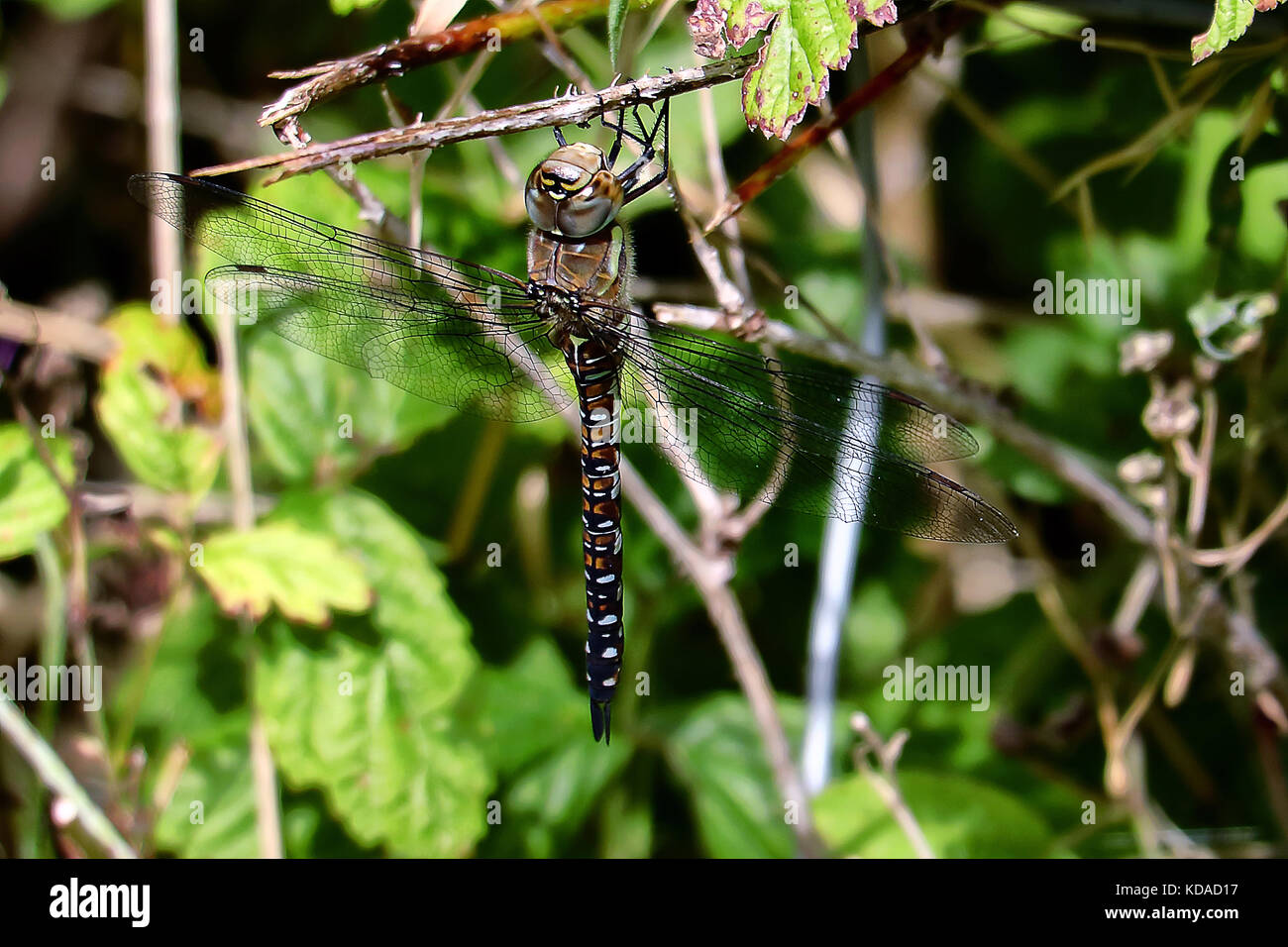 Dragon Fly in appoggio n un ramoscello Foto Stock