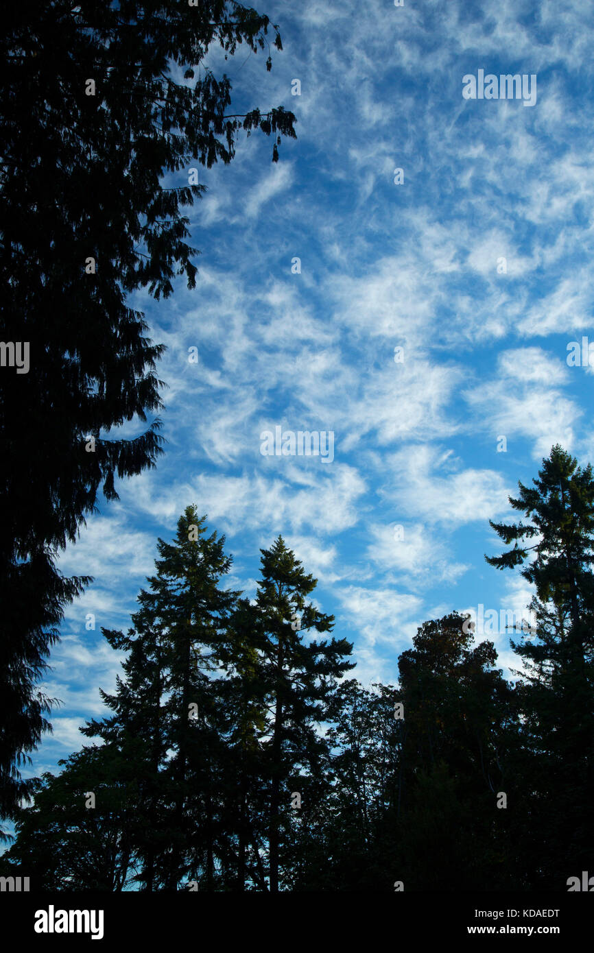 Silhouette di foresta, Pritchard Park, Bainbridge Island, Washington Foto Stock