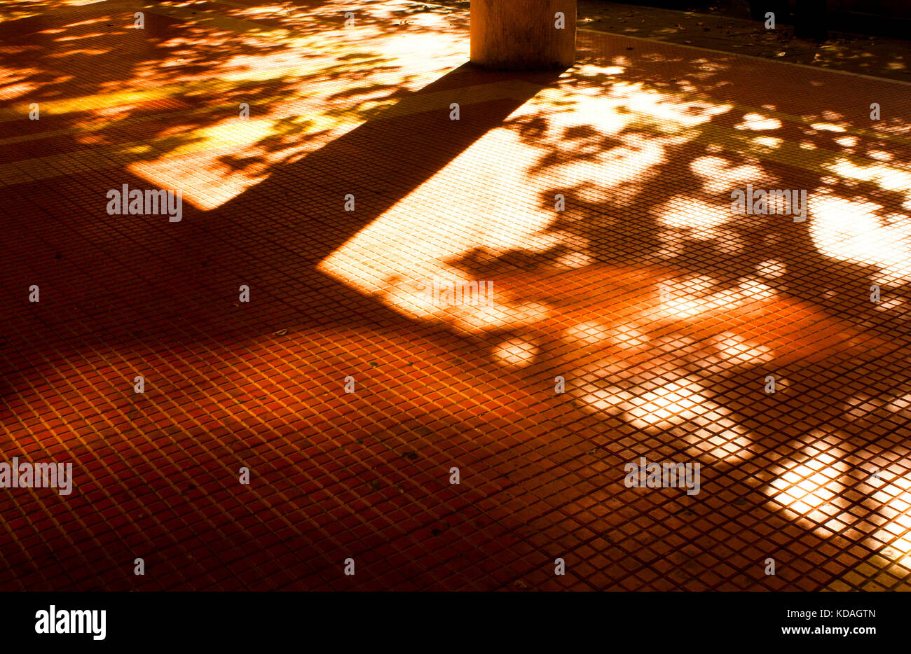 Ombre e sagome di alberi e la costruzione di colonne in autunno la luce del sole al tramonto sulla strada di città marciapiede Foto Stock