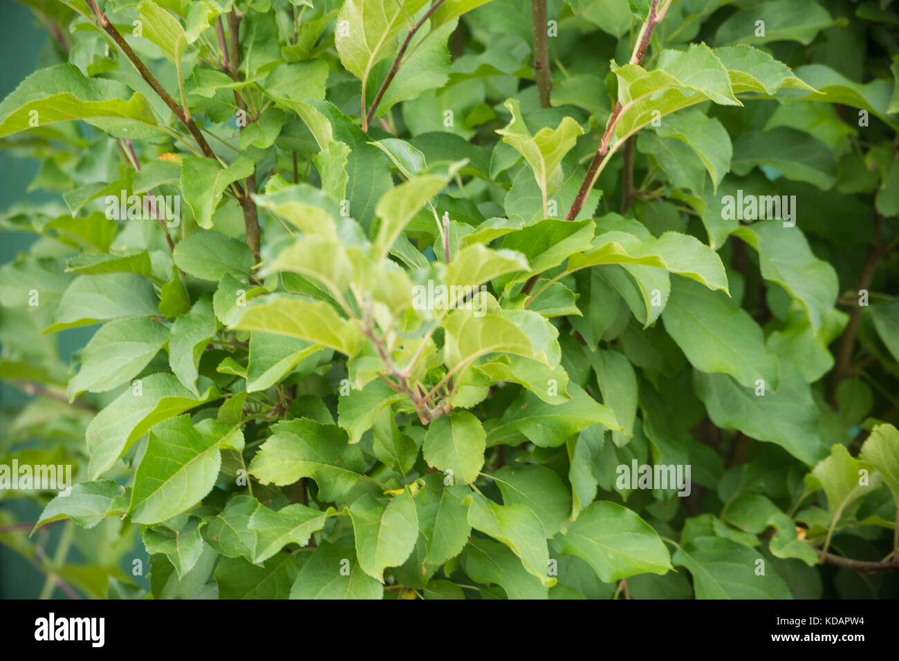 Foglie di colore verde per lo sfondo Foto Stock