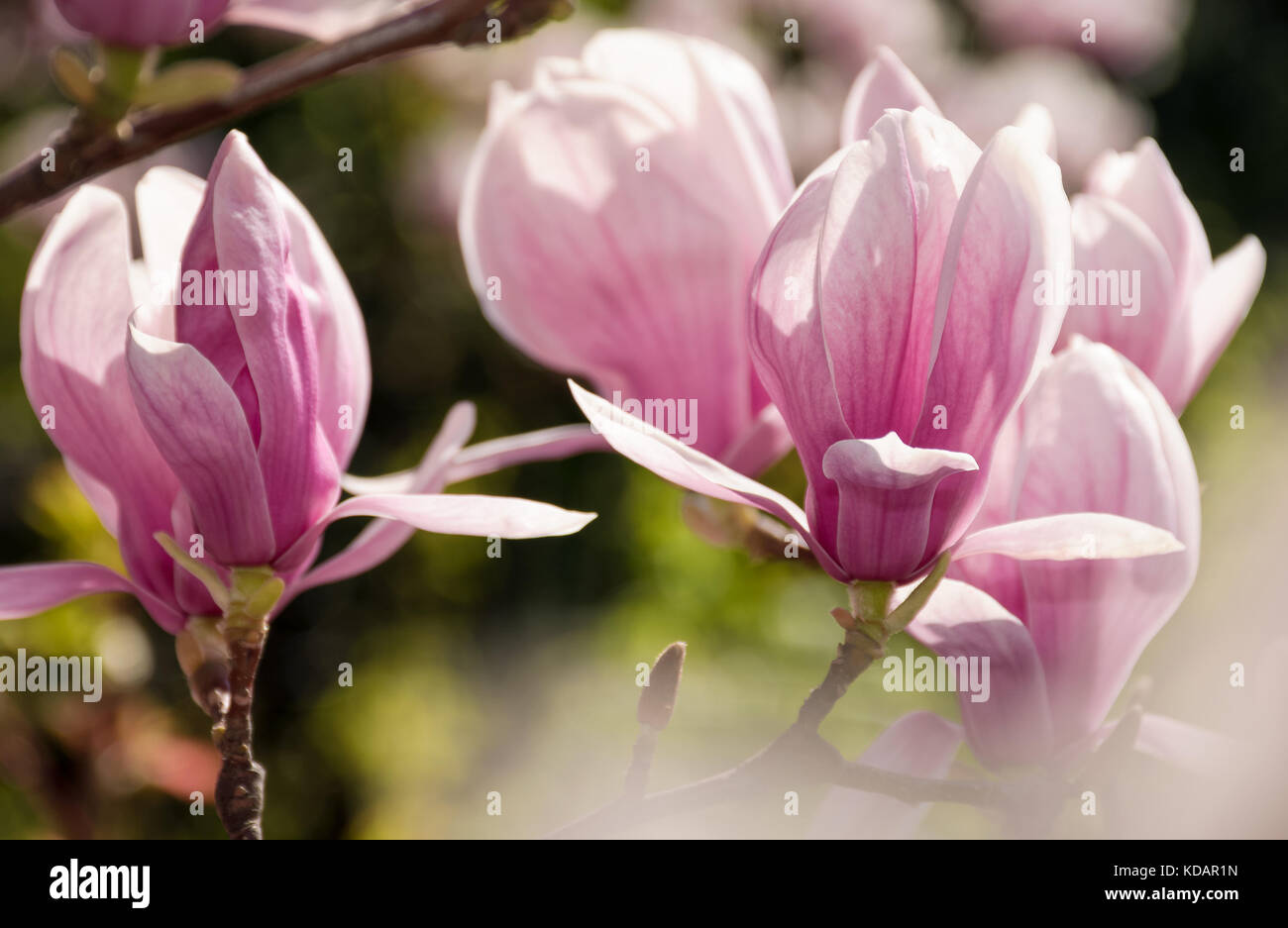 Fiori di magnolia close up con profondità di campo su una sfocatura sullo sfondo Foto Stock