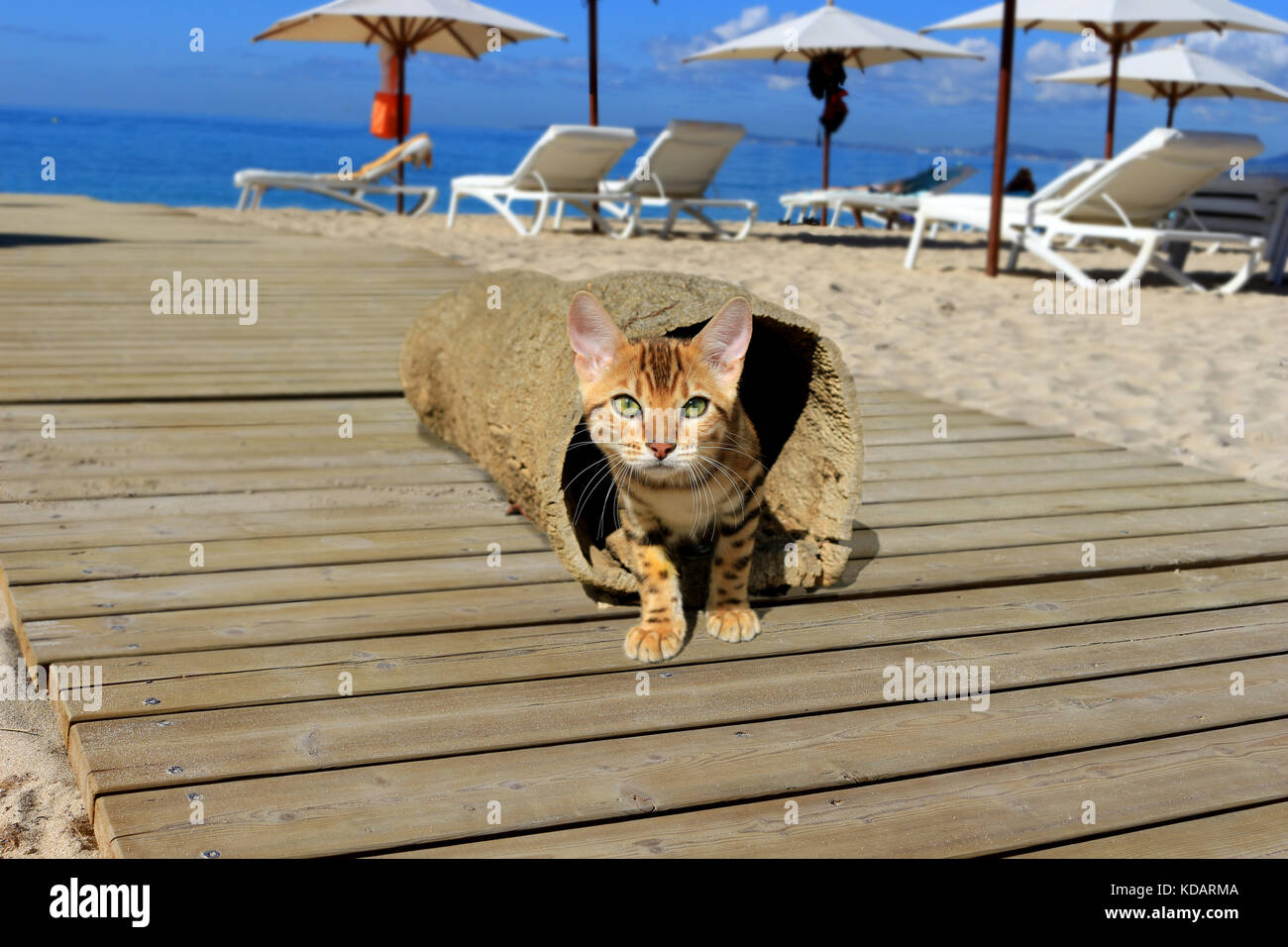 Giovani gatto domestico, il Bengala, su una passerella in spiaggia Foto Stock